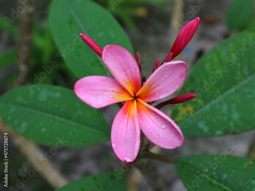 pink plumeria flower