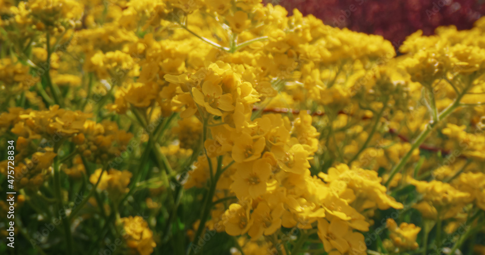 Yellow flowers blooming field in sunny day. Meditative floral background. Yellow flowers blooming field in sunny day. Meditative floral background.