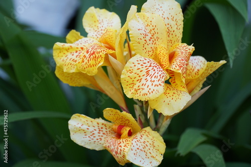 Flor amarilla con pintitas naranjas y rojas de primavera verano photo