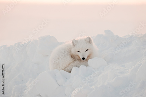 Arctic white fox close-up. Arctic fox sits in the snow and looks into the frame.