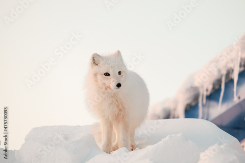 Arctic white fox close-up. Arctic fox near the dwelling of people.