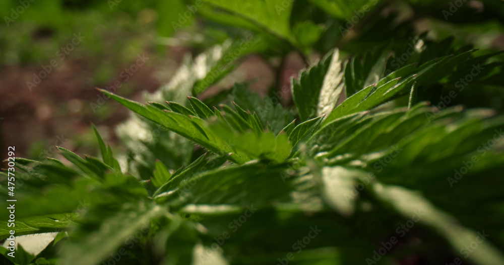 Green bush leafs blossoming in warm forest in closeup. Amazing green leafs. Green bush leafs blossoming in warm forest in closeup. Amazing green leafs.