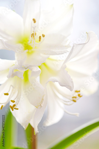 Fototapeta Naklejka Na Ścianę i Meble -  Macro shot od a white amaryllis flower. Nature concept.