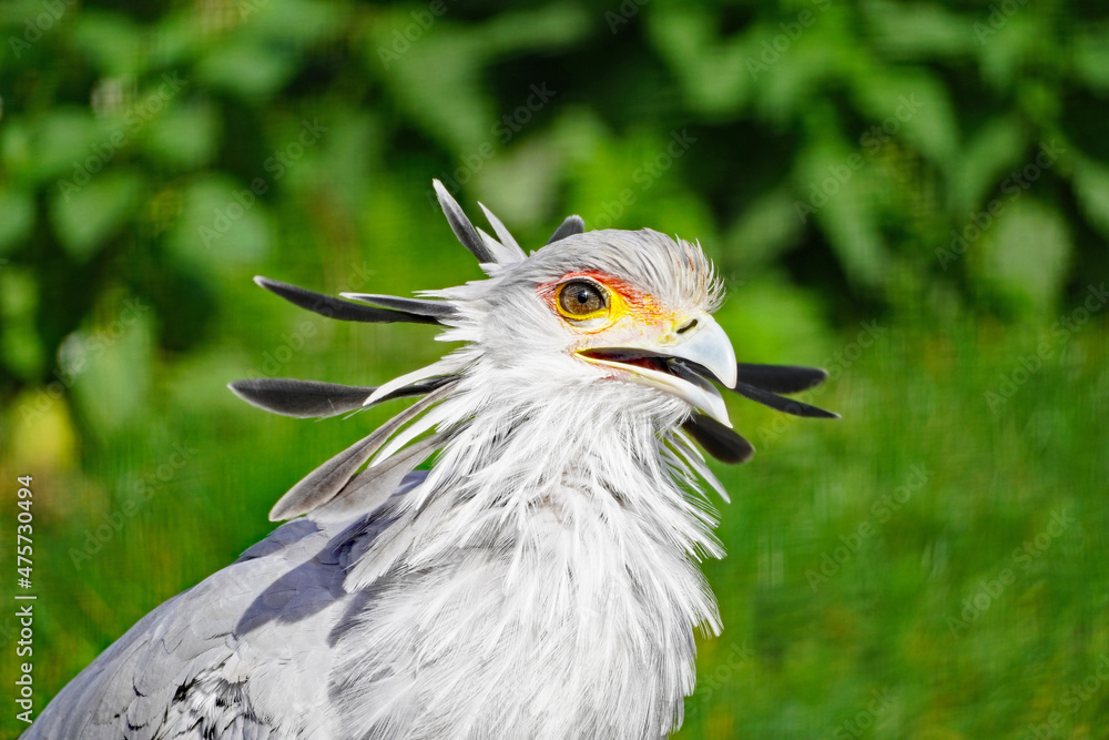 Portrait of a secretary bird. Sagittarius serpentarius. Bird of prey. Portrait of a secretary bird. Sagittarius serpentarius. Bird of prey.