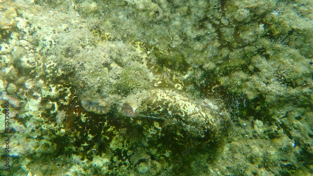 Obraz premium Giant wormshell or giant wormsnail (Thylacodes arenarius) and Scarlet coral (Balanophyllia (Balanophyllia) europaea) undersea, Aegean Sea, Greece, Halkidiki 