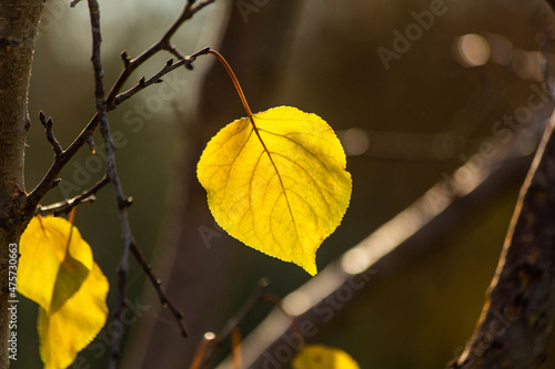 Yellow apricot tree leaf  swaying on tree