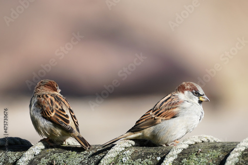 Sparrow close-up. Passeridae. Songbird. 