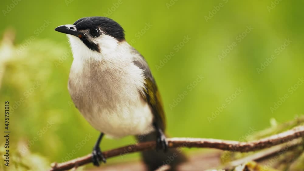 beautiful, bird, black, close up, green, nature, taipei, taiwan, taiwan bulbuls, wild beautiful, bird, black, close up, green, nature, taipei, taiwan, taiwan bulbuls, wild
