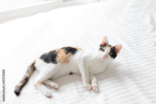 Cute calico kitten lying on the cushion