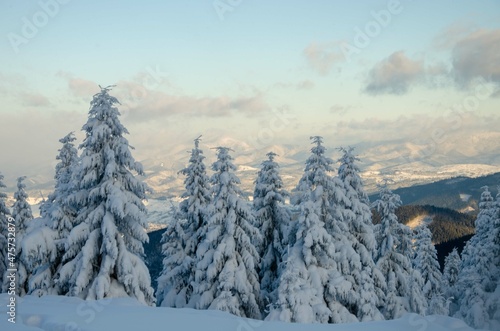 winter forest in the mountains © Ihor Zarutskyi