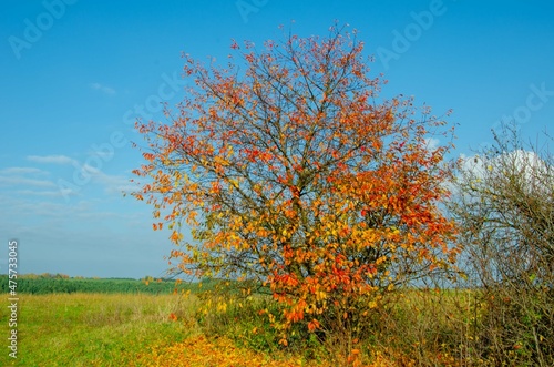 tree in autumn