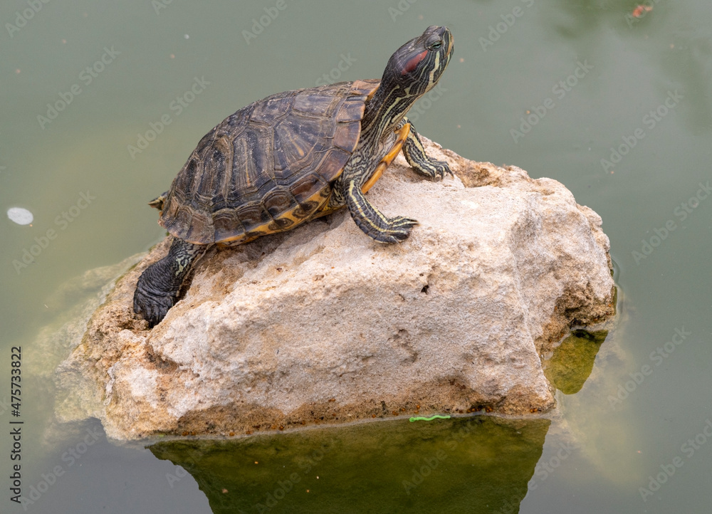 red-eared turtle basking in the sun red-eared turtle basking in the sun