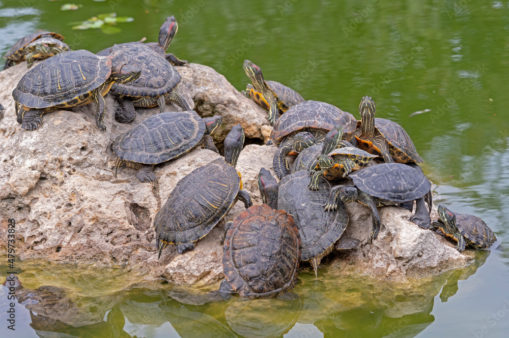red-eared turtles basking in the sun red-eared turtles basking in the sun