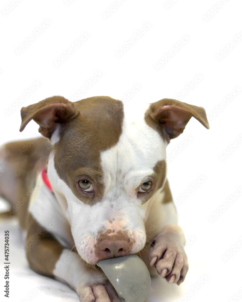 Brown and white pit bull mix dog playing with a grey ball