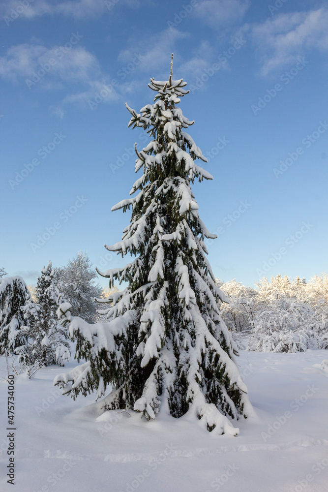 Snow - covered spruce in a garden