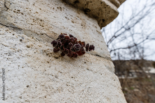 a plant on a stone