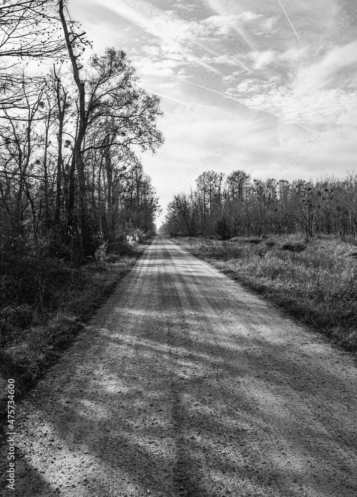 We were looking down a gravel dirt road with winter trees lined along the route. The trees create shadows from the hard morning sunlight. We were looking down a gravel dirt road with winter trees lined along the route. The trees create shadows from the hard morning sunlight.