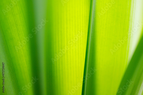 Close up shot of a green leaf background.