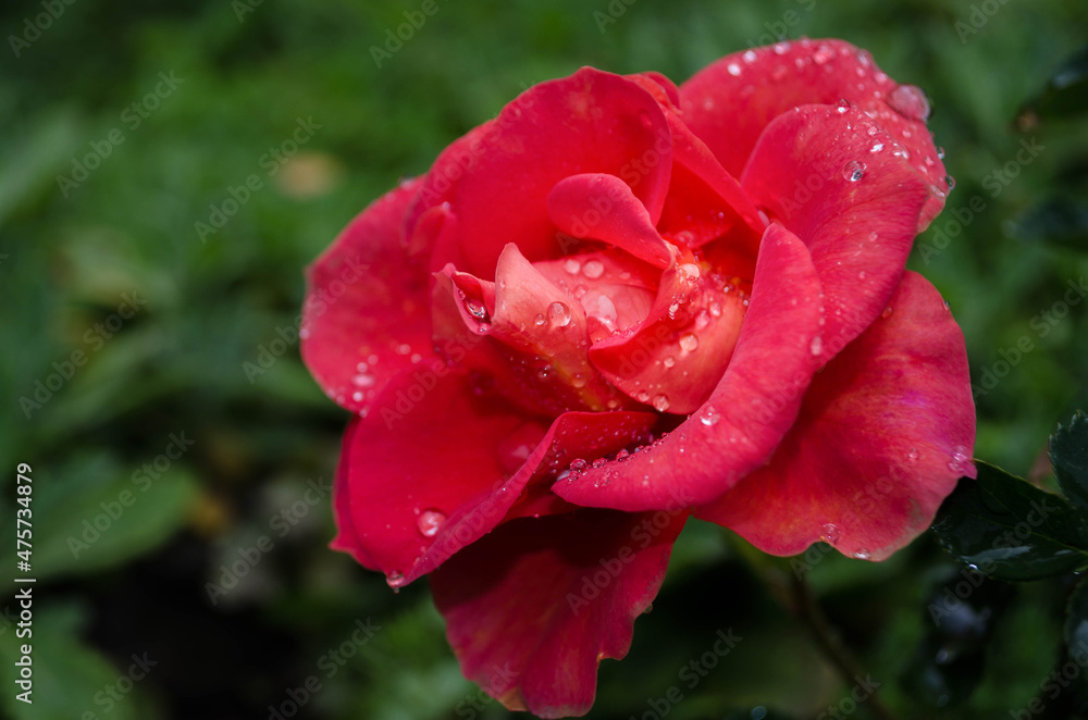 Red rose covered with water drops. Red rose covered with water drops.