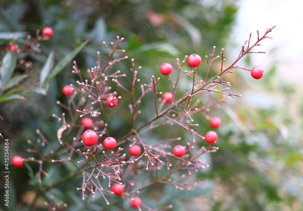 Bare Branches With Red Berries, Winter