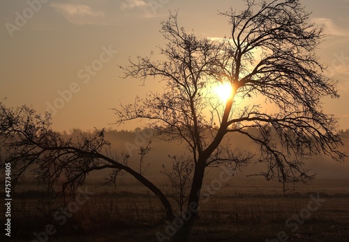 drzewa ,wschód słońca