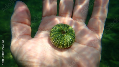 Test (shell) of Purple sea urchin, Rock sea urchin or Stony sea urchin (Paracentrotus lividus) on the hand of a diver, Aegean Sea, Greece, Halkidiki
 photo