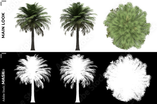 3D Rendering of Front, Left and Top view of Chiliean Wine Palm Trees with alpha mask to cutout and PNG editing. Forest and Nature Compositing.