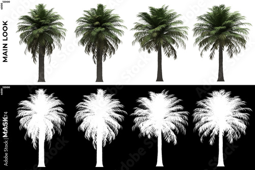 Front views of Chiliean Wine Palm Trees with alpha mask to cutout and PNG editing. Forest and Nature Compositing.
