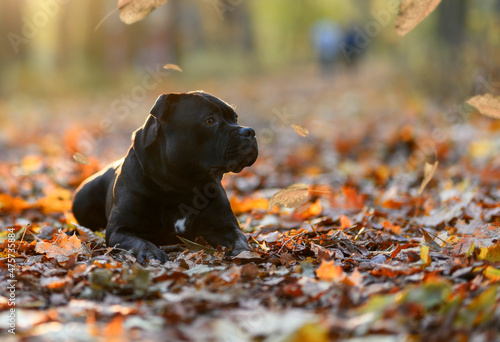 Staffordshire Bull Terrier photo