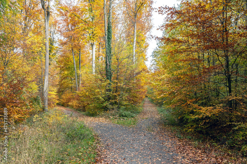 Wald im Herbst © waechter-media.de