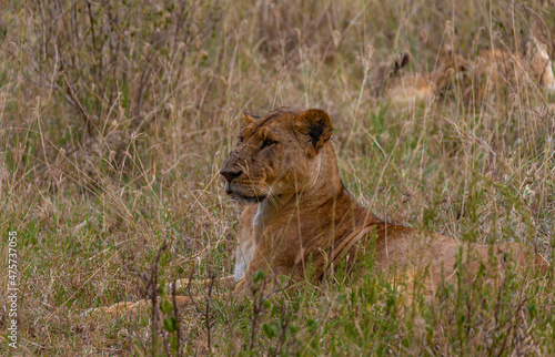 The lioness lies in the grass  leaning on her front paws and looks to the side