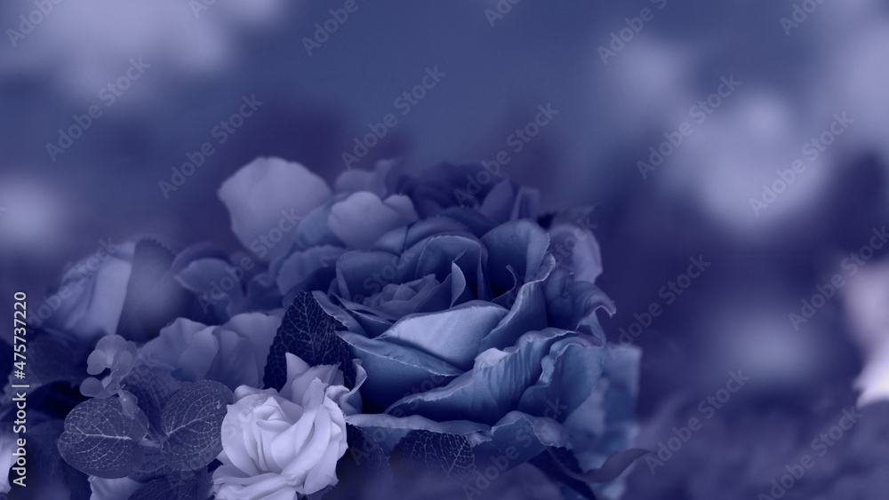 blue and white flower blue and white flower