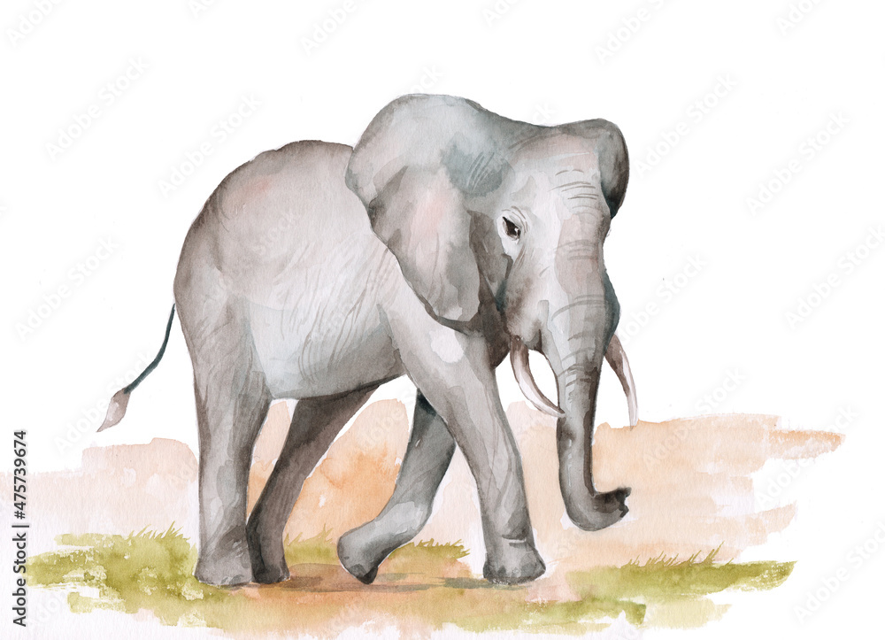 African elephant. Watercolor illustration isolated on white background. Wild animals.