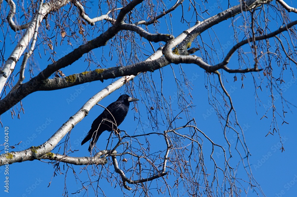 Gawron (Corvus frugilegus) siedzący na gałęzi brzozy - obrazy, fototapety, plakaty 