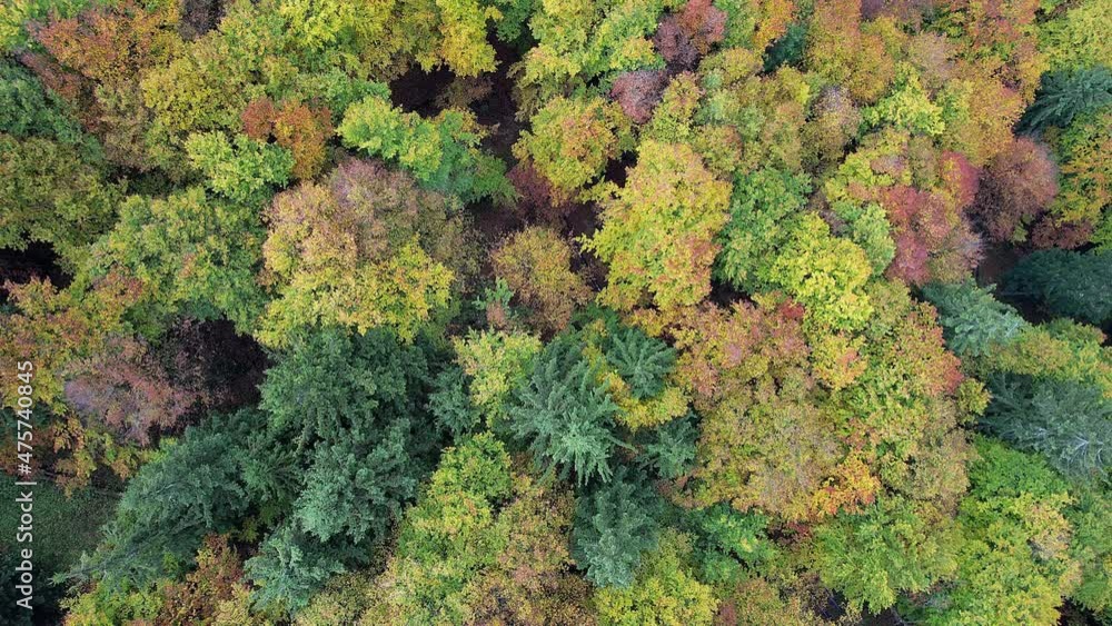 Top down view of autumn forest, fall woodland aerial shot. Top down view of autumn forest, fall woodland aerial shot.