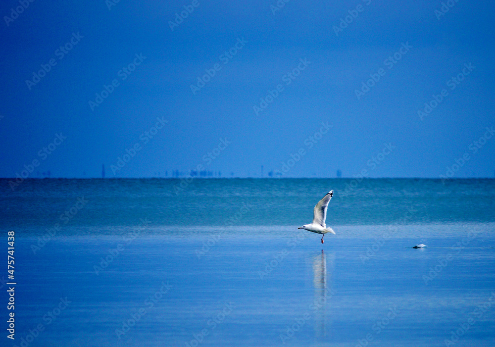 Naklejka premium seagull flies over the sea 