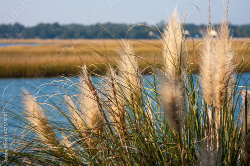 Closeup of common reed growing on the shore of a lake in Kiawah Island, North Carolina photo