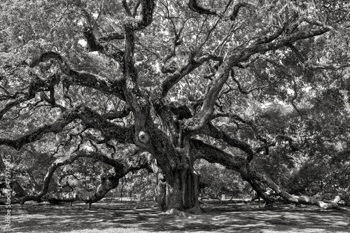 Grayscale shot of an oak tree in a field in Kiawah Island, North Carolina photo
