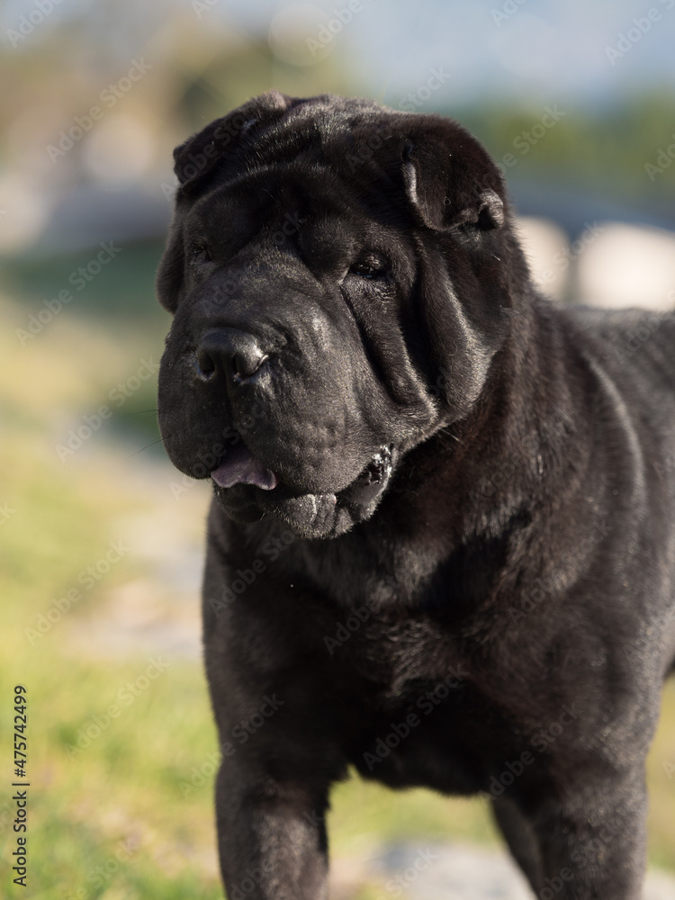 Portrait head Shar Pei adult black purebred dog on the grass Portrait head Shar Pei adult black purebred dog on the grass