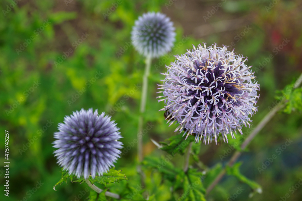 Close-up of thistle flower with blue flowers. Close-up of thistle flower with blue flowers.