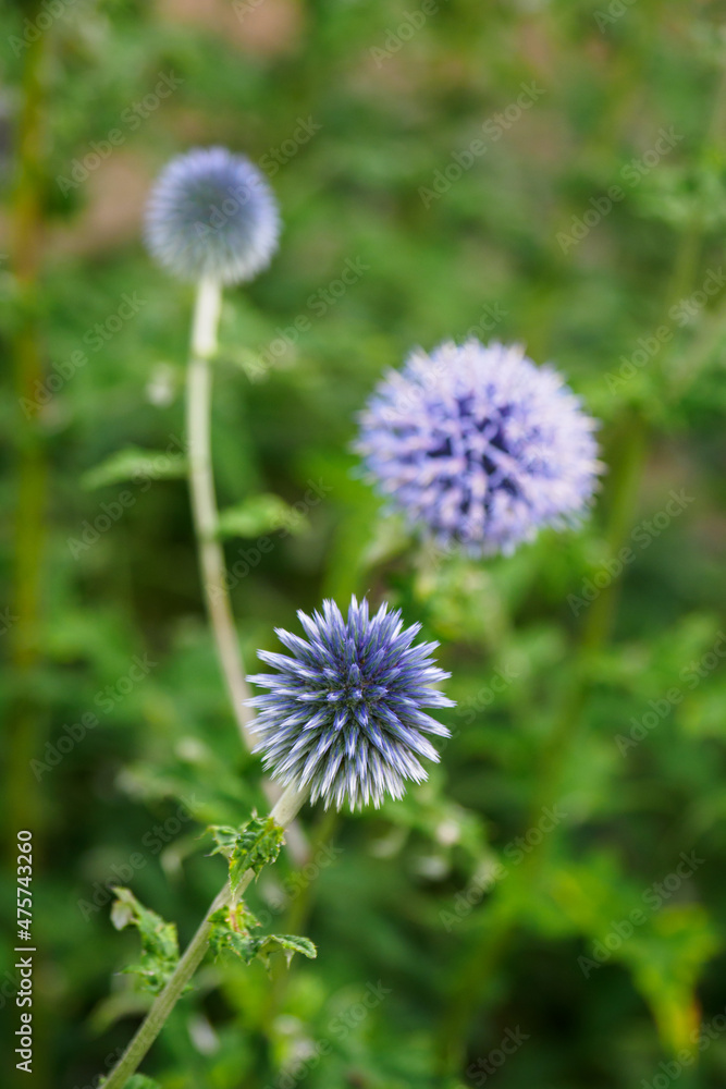 Close-up of thistle flower with blue flowers. Close-up of thistle flower with blue flowers.