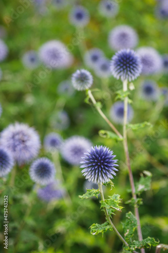 Round thistle flowers of bluish color.