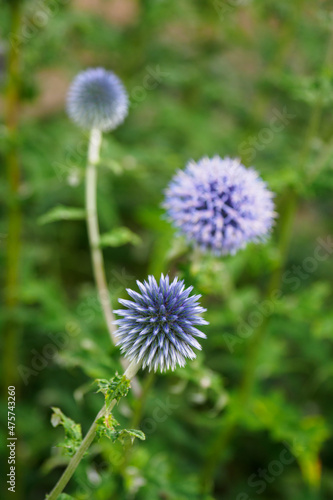 Close-up of thistle flower with blue flowers.