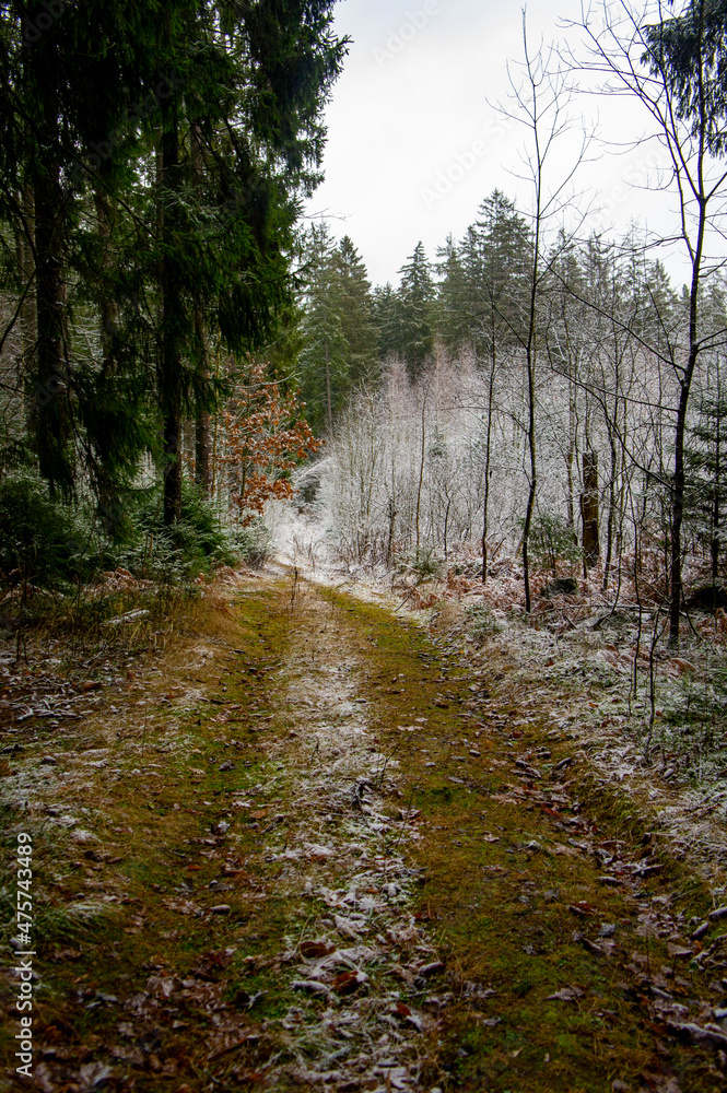 Obraz premium Winter forest landscape with trees and snowy road