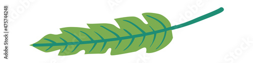 Green cartoon leaf mint, element design isolated. Vector plant organic green leaf illustration, herb ingredient natural