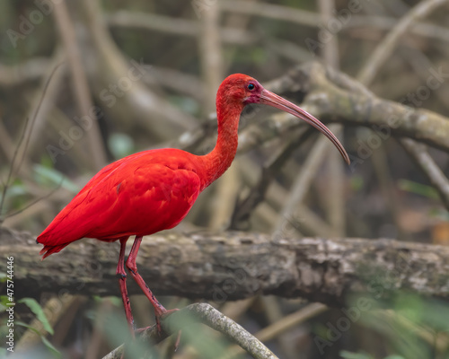 Scarlet Ibis, brightly colored bird showing the fine feather detail perched on a branch with good lighting in the tropical forested areas of Trinidad West Indies

