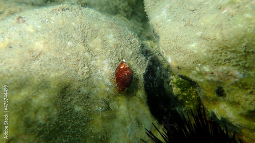 Mediterranean rocky shore hermit crabs or Mediterranean intertidal hermit crabs (Clibanarius erythropus) in shell of Mediterranean cone (Conus ventricosus) undersea, Aegean Sea, Greece, Halkidiki photo