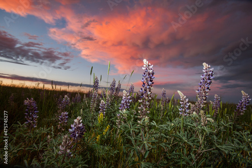Closeup of wild lupine flowers at the high plains of southeastern Wyoming against a dusk sky