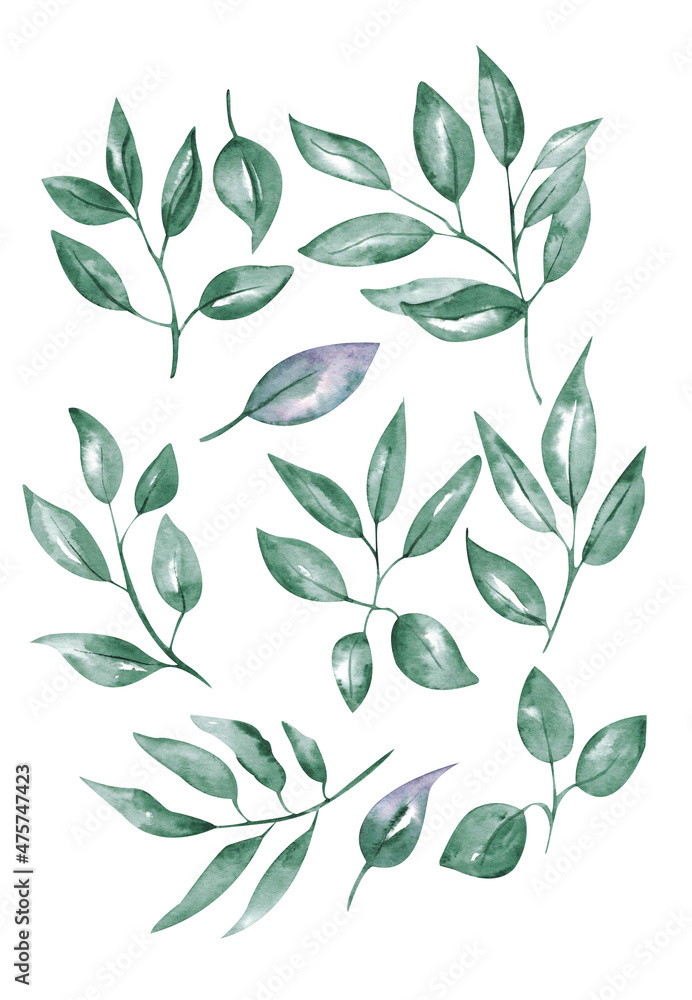 Fototapeta premium Set of green leaves painted by watercolor. Hand drawn illustration. Set plants elements. tropical collection. Hand drawn watercolor illustration of abstract green branch.