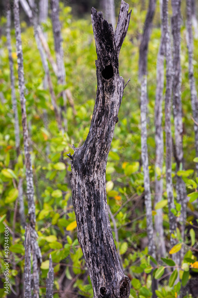 Obraz premium Mangrove swamp reforestation project, Avellana Beach, Costa Rica